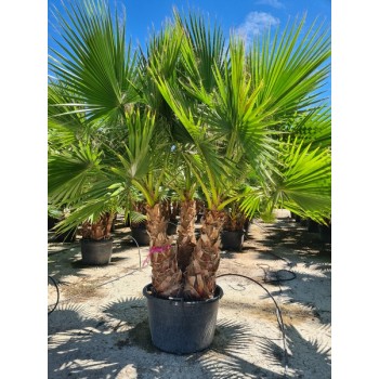 Washingtonia robusta multi troncos CT L (R/2V) -5º/-8º